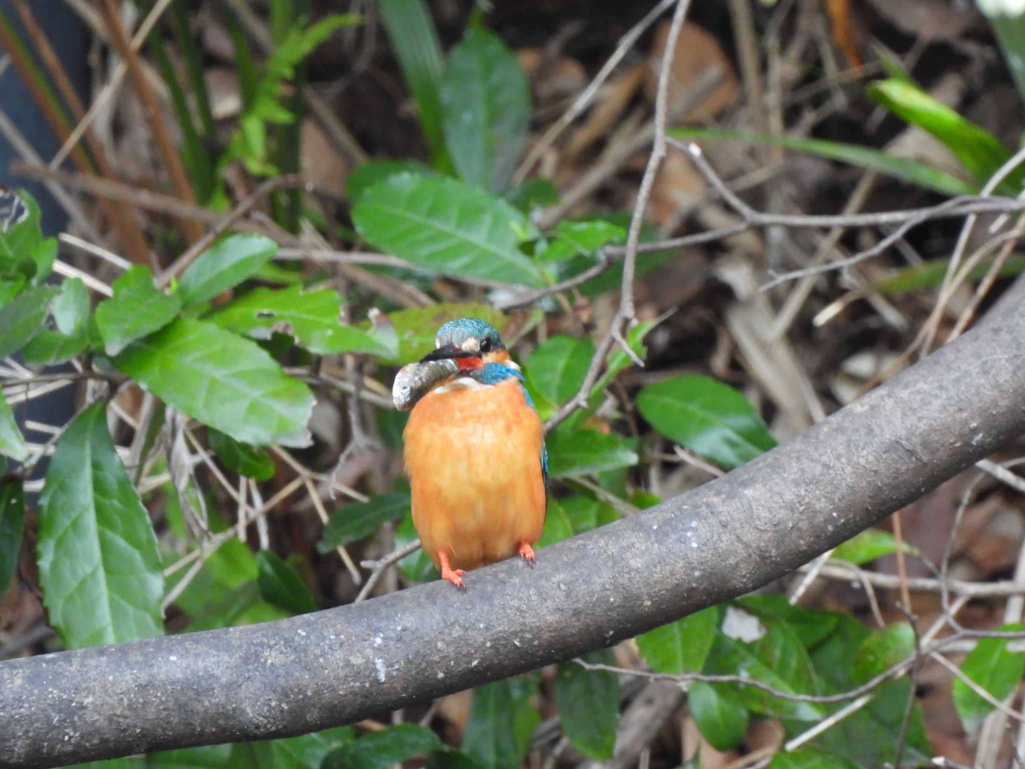 Photo of Common Kingfisher at 立川 by まつのすけ