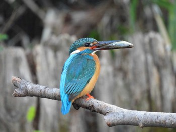 2022年4月2日(土) 立川の野鳥観察記録