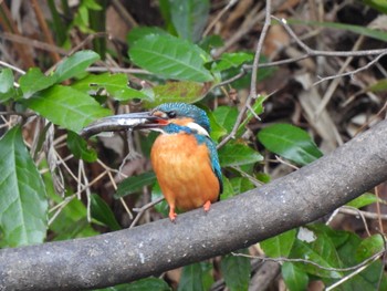 Common Kingfisher 立川 Sat, 4/2/2022