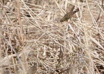 アオジ 場所が不明 2022年4月2日(土)