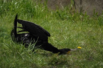 カワウ 場所が不明 2022年4月2日(土)