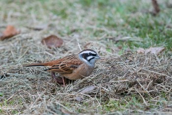 ホオジロ 三木山森林公園 2017年11月2日(木)