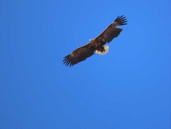 2022年4月2日(土) 真駒内公園の野鳥観察記録