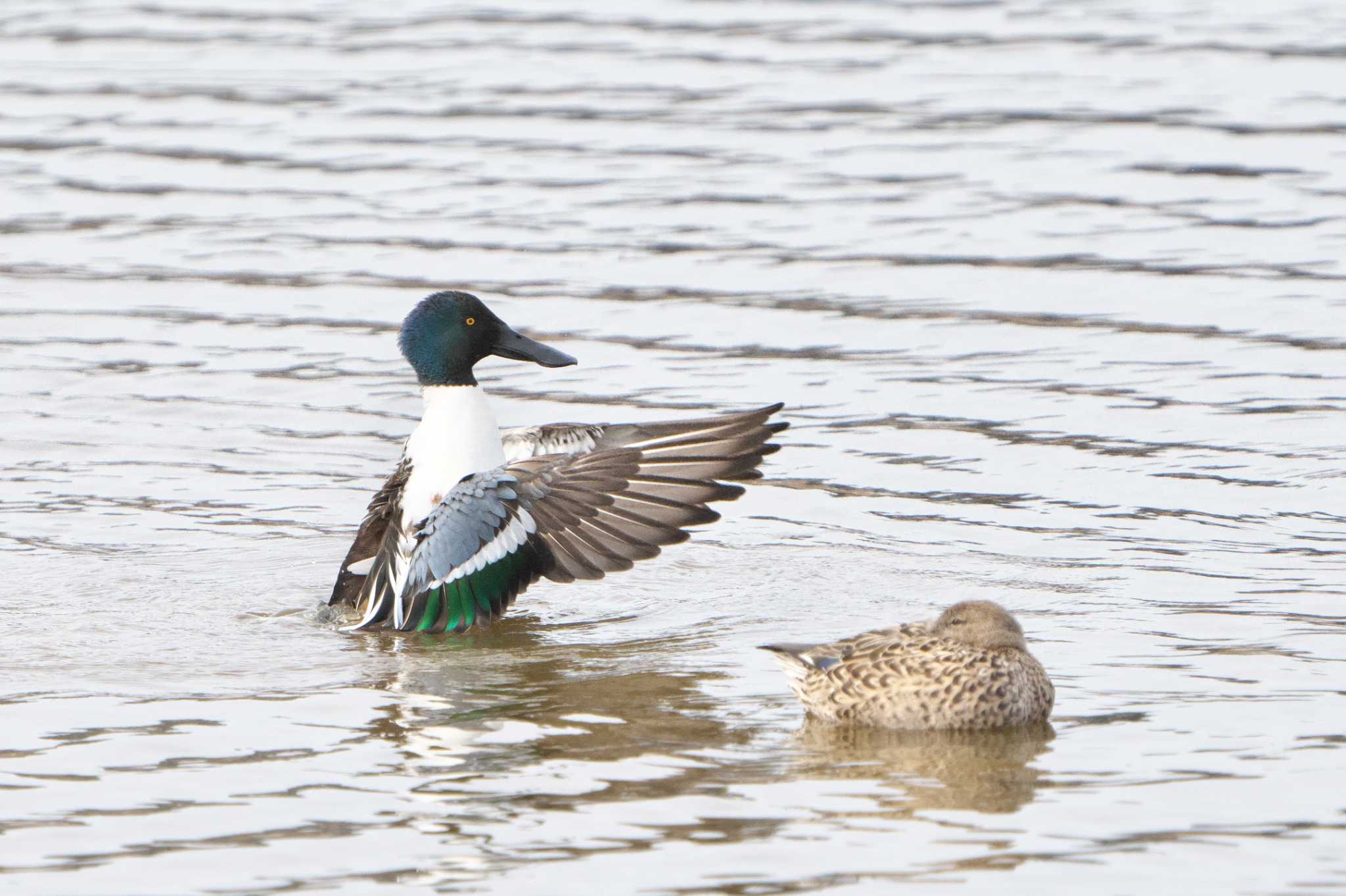 Northern Shoveler