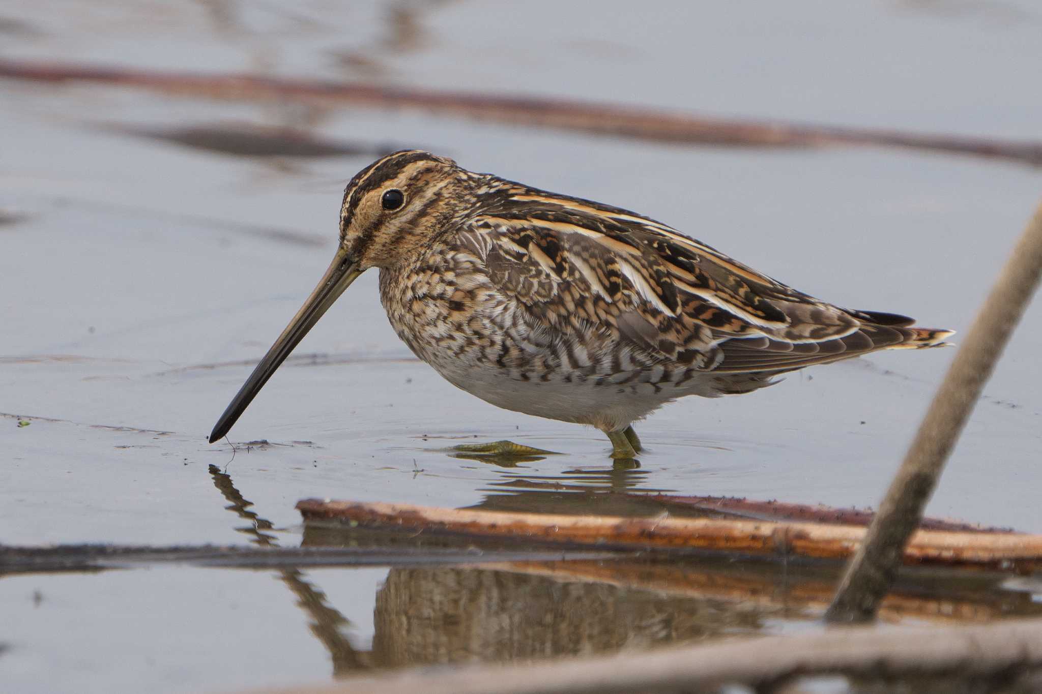 Common Snipe