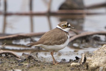 Sat, 4/2/2022 Birding report at 明石市