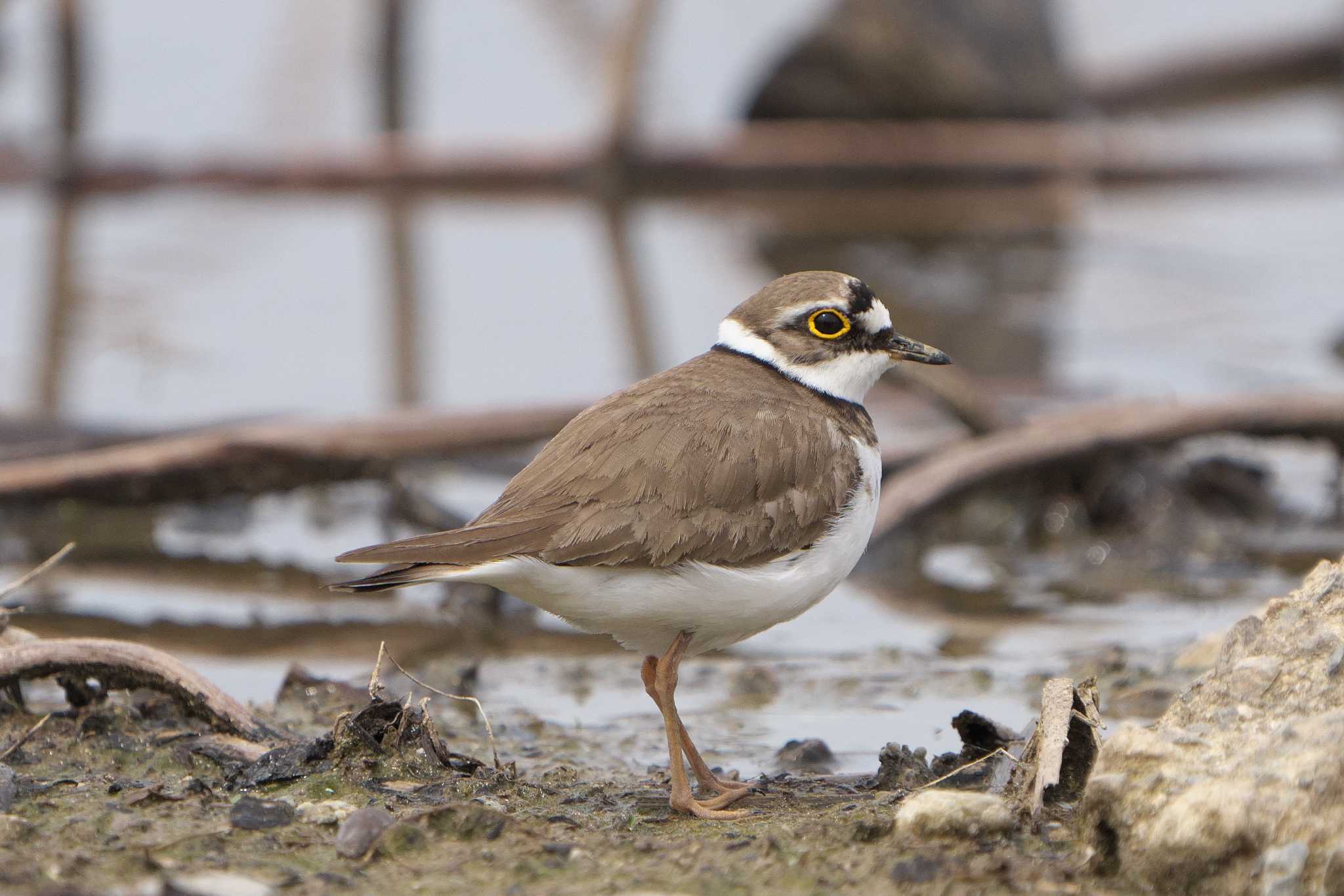 Little Ringed Plover