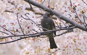 Sat, 4/2/2022 Birding report at 万代池