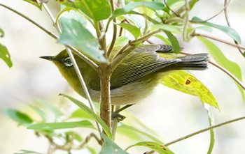 メジロ 千里東町公園 2022年4月2日(土)