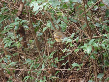 2022年4月2日(土) 三重県民の森の野鳥観察記録