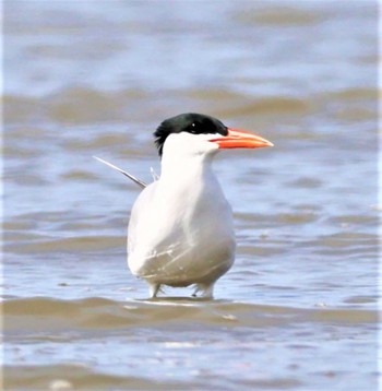 Caspian Tern 有明海 Sat, 4/2/2022