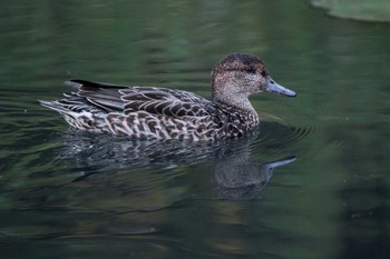 コガモ 三木山森林公園 2017年11月2日(木)