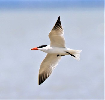 Caspian Tern 有明海 Sat, 4/2/2022