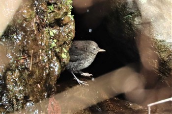 Sat, 4/2/2022 Birding report at 日向渓谷