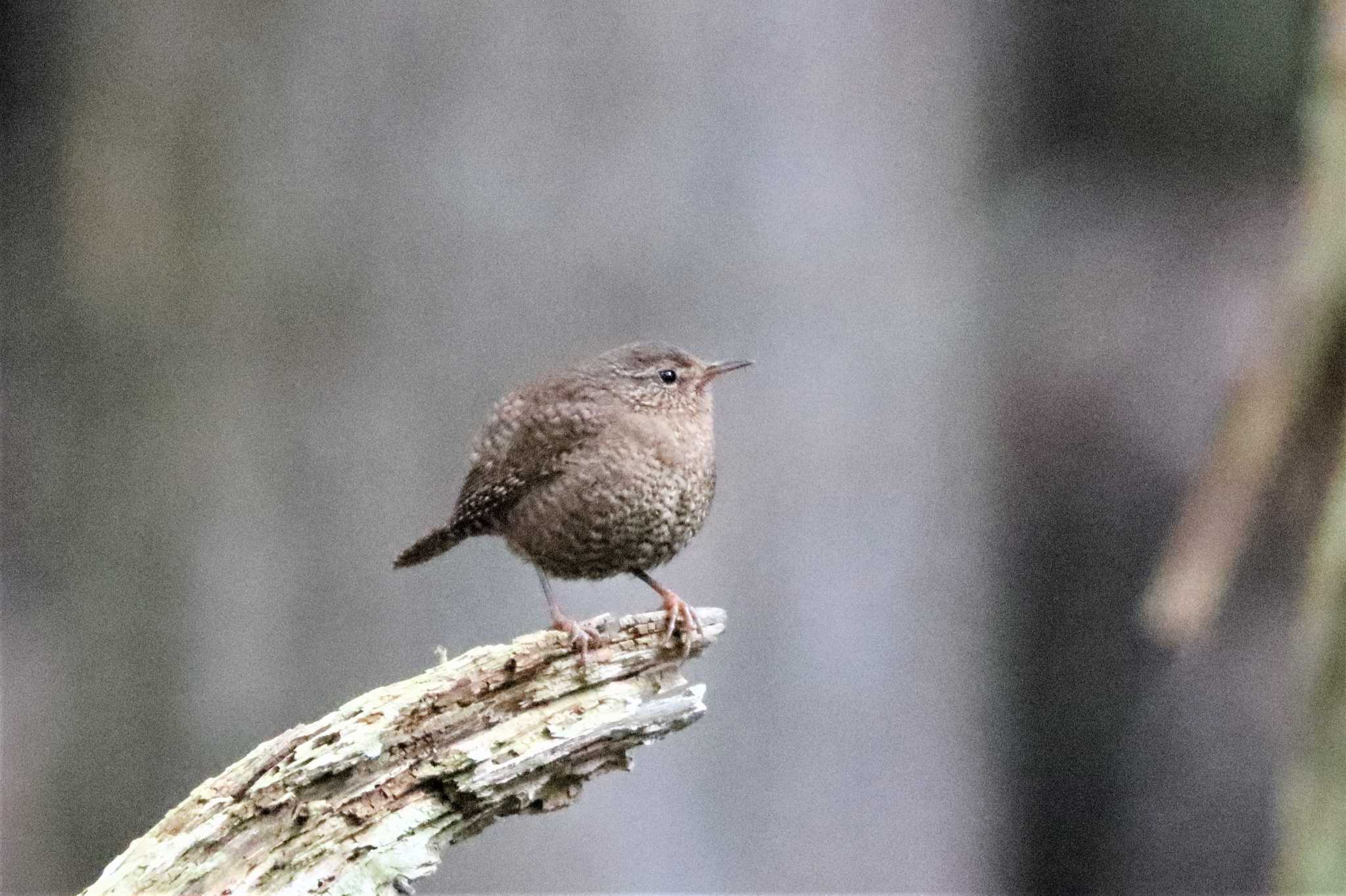 Photo of Eurasian Wren at 日向渓谷 by ぼぼぼ