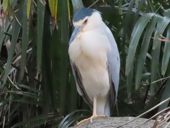 Black-crowned Night Heron 善福寺公園 Sun, 3/27/2022