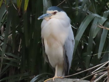 Black-crowned Night Heron 善福寺公園 Sun, 3/27/2022