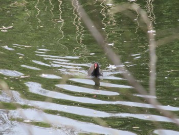 Common Moorhen 善福寺公園 Sun, 3/27/2022