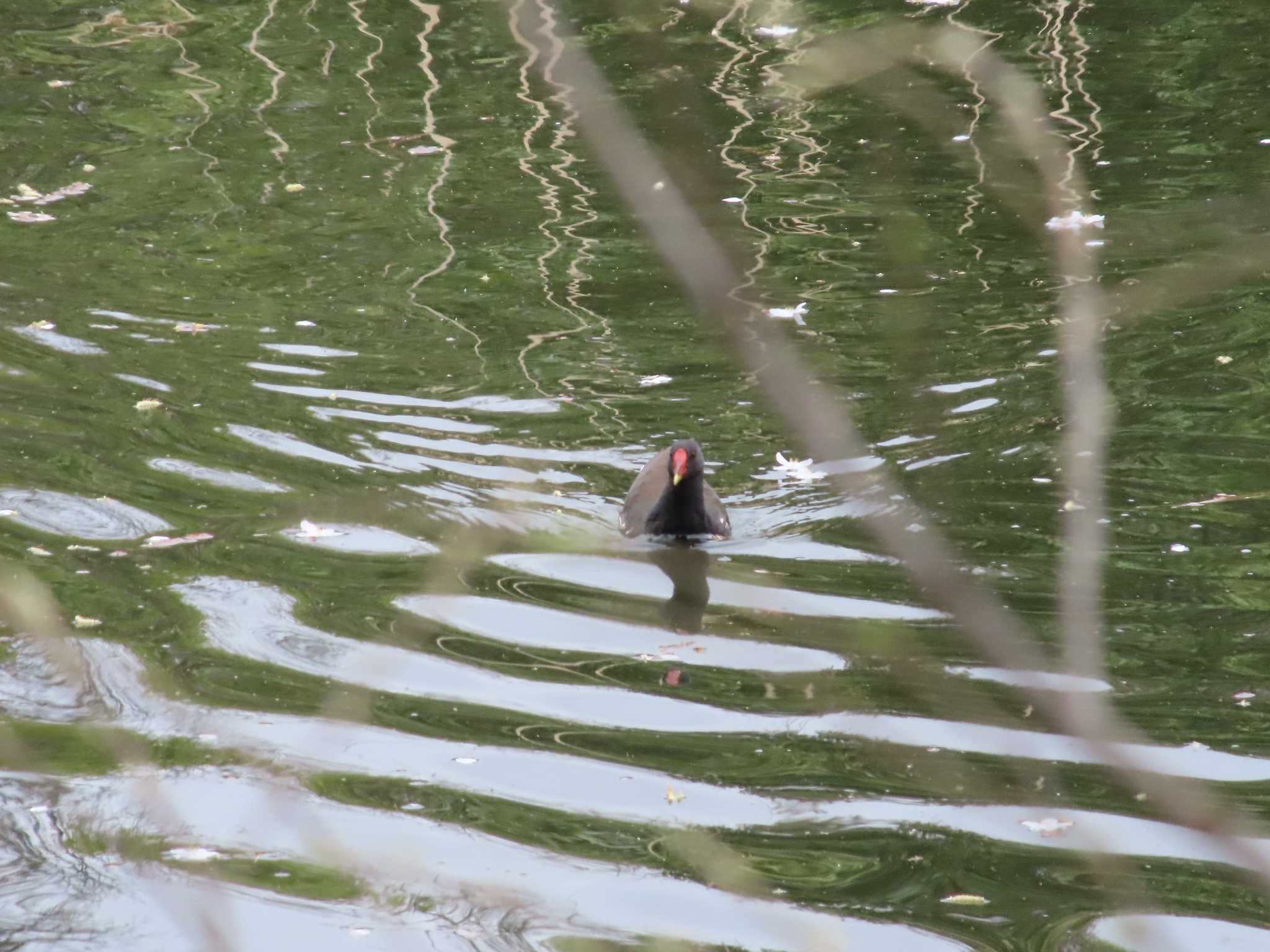 Photo of Common Moorhen at 善福寺公園 by へいもんちゃん