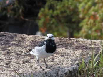 White Wagtail Imperial Palace Sat, 4/2/2022