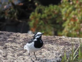 White Wagtail Imperial Palace Sat, 4/2/2022