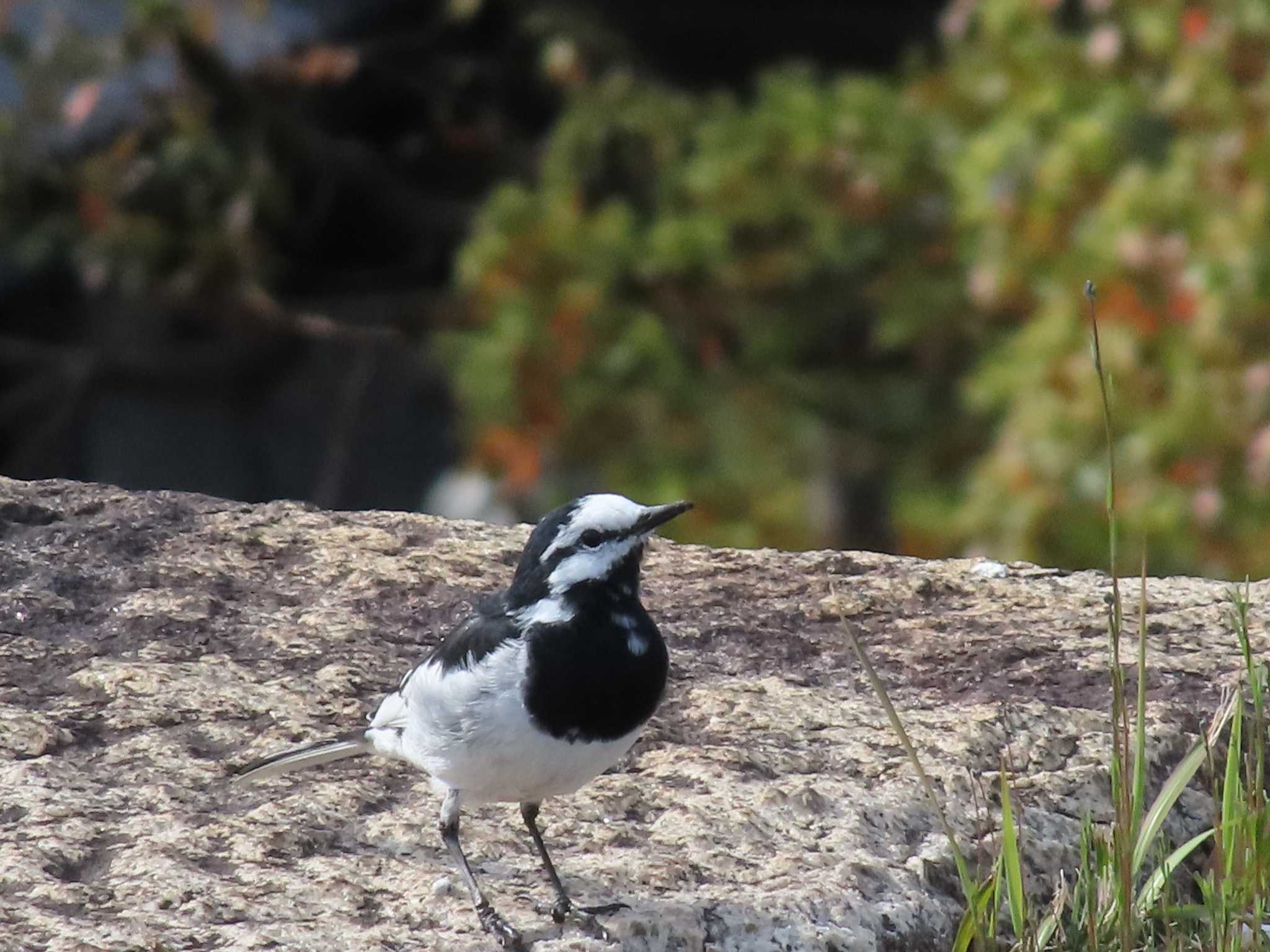 Photo of White Wagtail at Imperial Palace by へいもんちゃん