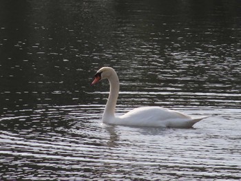 Mute Swan 皇居前　竹橋お堀 Sat, 4/2/2022