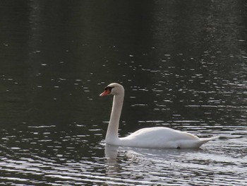 Mute Swan 皇居前　竹橋お堀 Sat, 4/2/2022