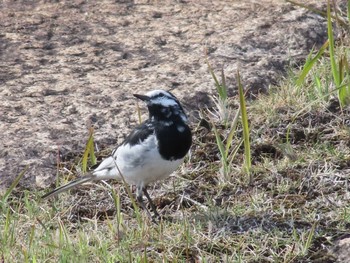 White Wagtail Imperial Palace Sat, 4/2/2022