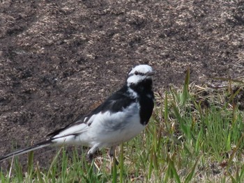 White Wagtail Imperial Palace Sat, 4/2/2022