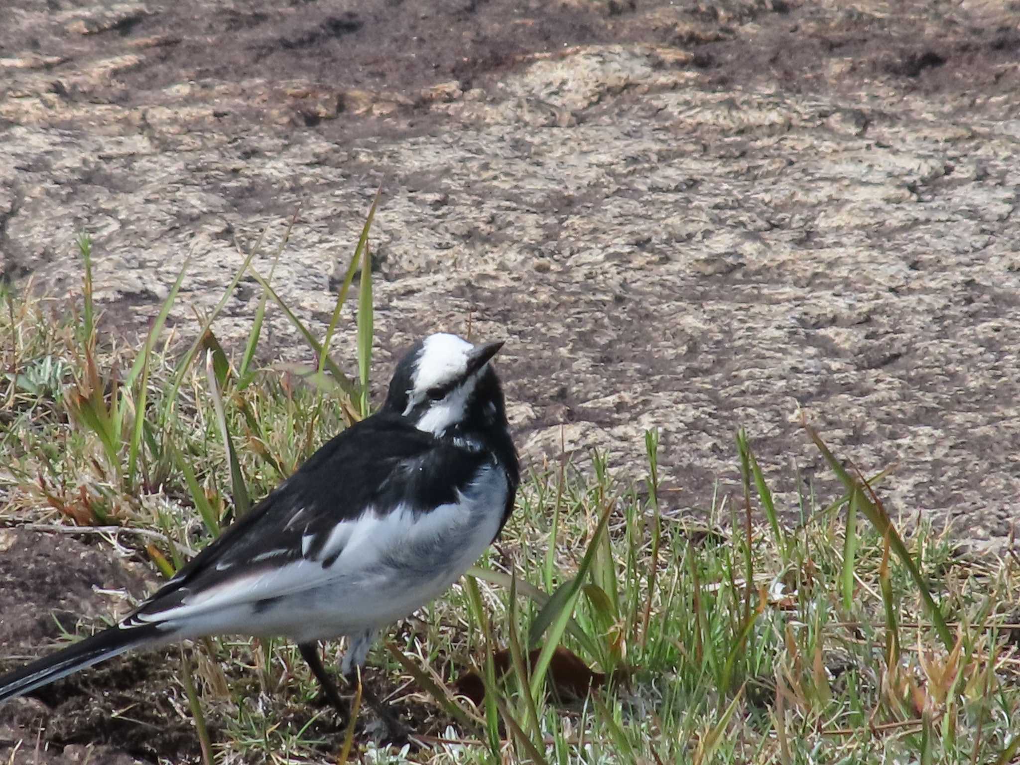 Photo of White Wagtail at Imperial Palace by へいもんちゃん