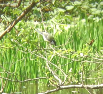 シジュウカラ 埼玉県 2022年4月2日(土)