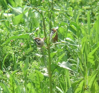 スズメ 埼玉県 2022年4月2日(土)