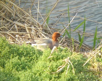 2022年4月2日(土) 埼玉県の野鳥観察記録