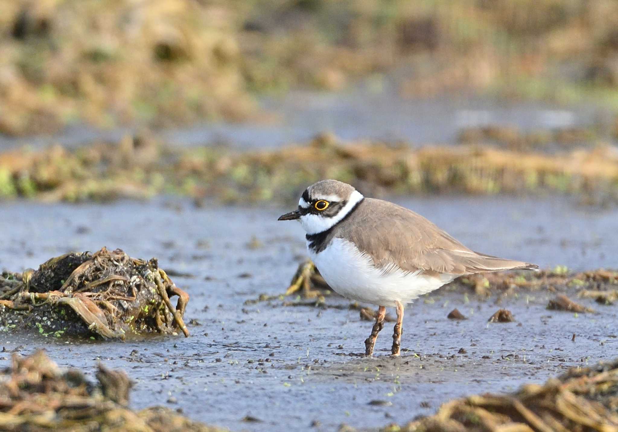 Photo of Little Ringed Plover at 農村公園(富士吉田市) by 塩コンブ
