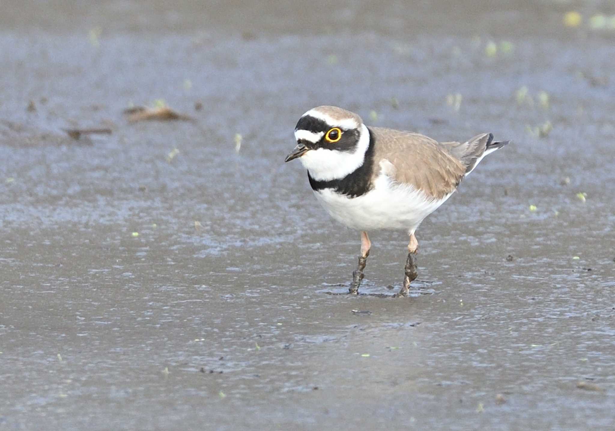 Photo of Little Ringed Plover at 農村公園(富士吉田市) by 塩コンブ