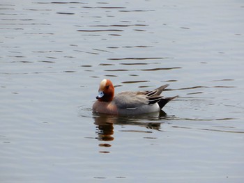 Eurasian Wigeon 武蔵野の森公園、野川公園、武蔵野公園 Sat, 4/2/2022