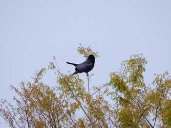 Large-billed Crow 武蔵野の森公園、野川公園、武蔵野公園 Sat, 4/2/2022