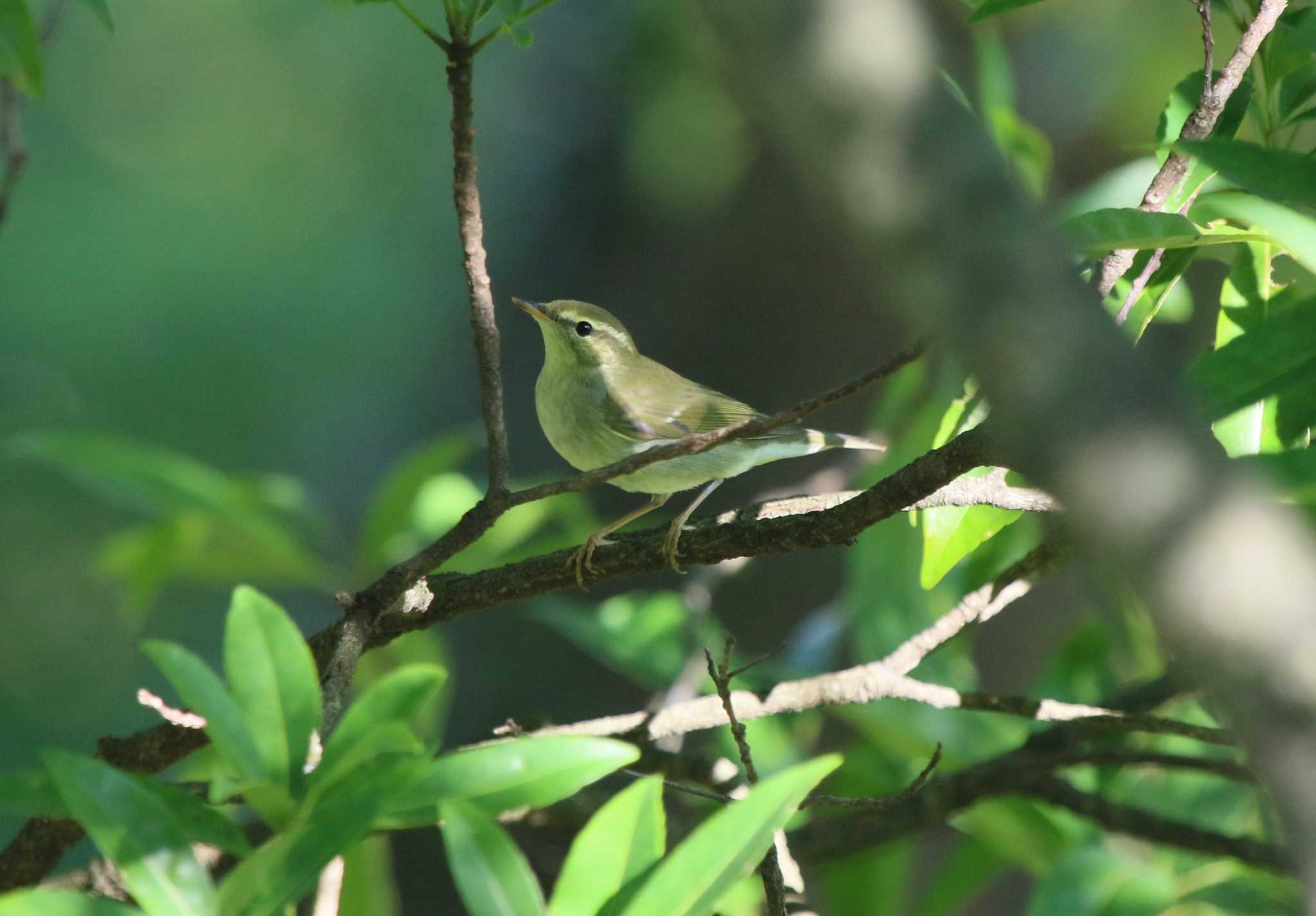 Photo of Japanese Leaf Warbler at 和歌山城公園 by Nozomu 