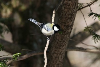 シジュウカラ 埼玉県県民の森 2022年4月2日(土)