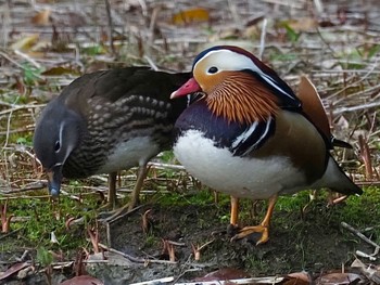 Mandarin Duck 桂坂野鳥遊園 Sat, 4/2/2022