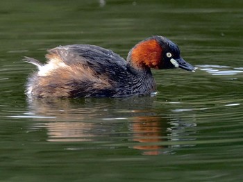 Little Grebe 桂坂野鳥遊園 Sat, 4/2/2022