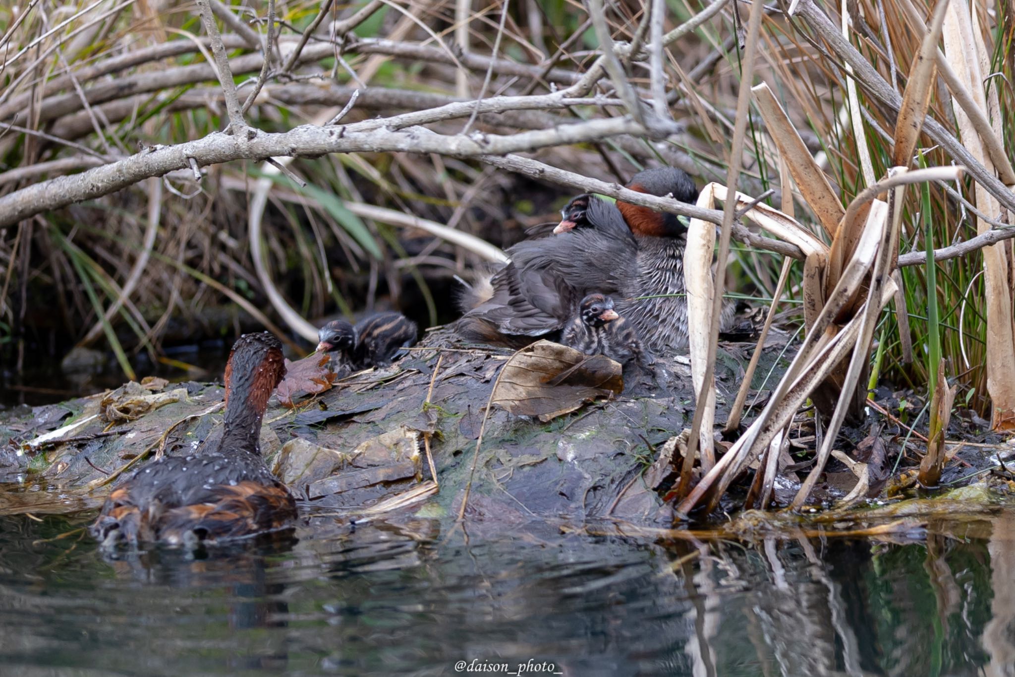 Little Grebe