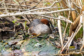 Little Grebe Machida Yakushiike Park Mon, 3/21/2022