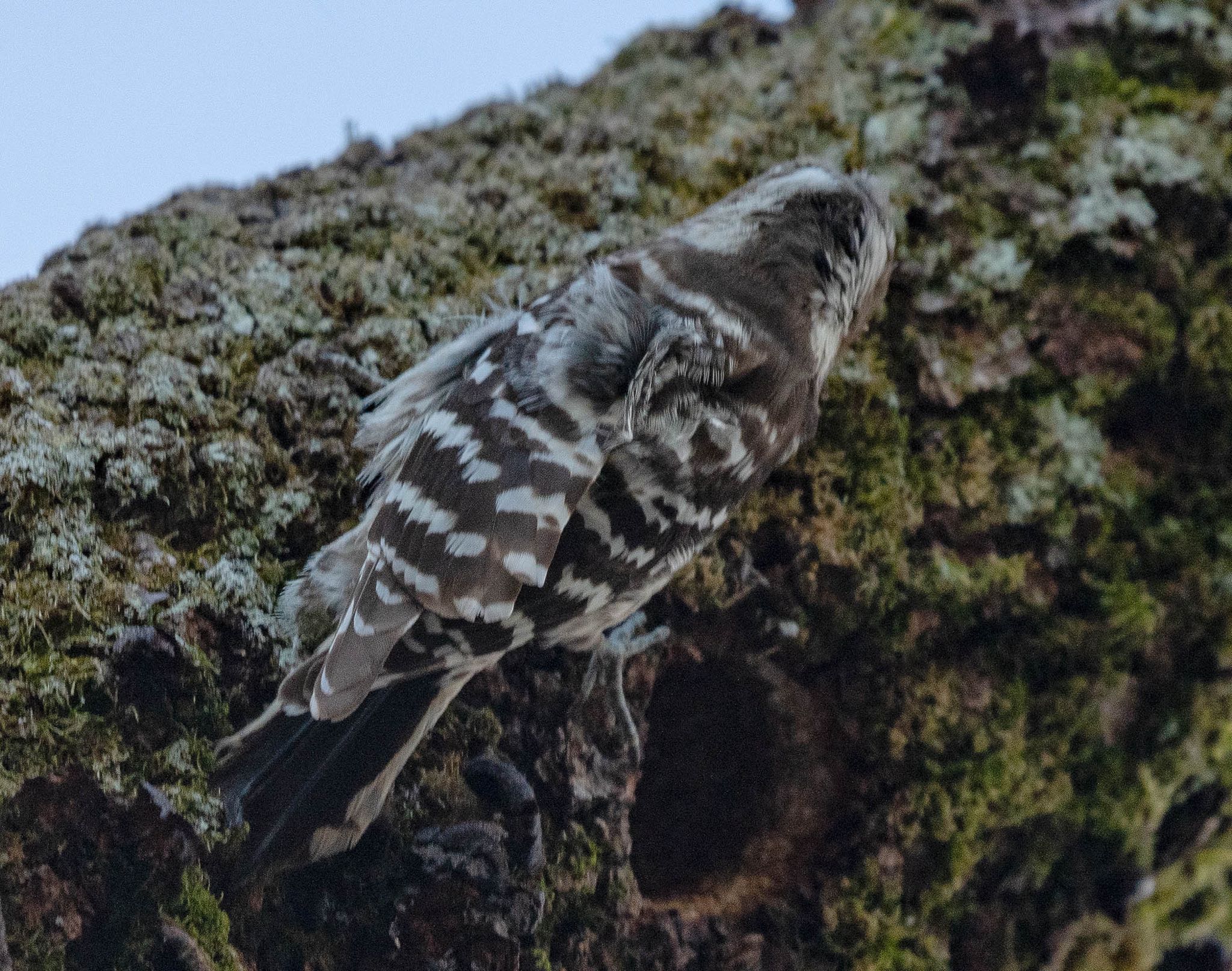 岐阜県垂井町 コゲラの写真 by 89 Hiro