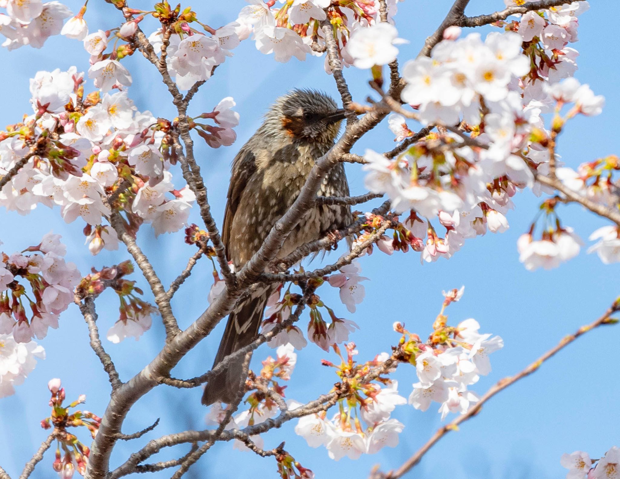 岐阜県垂井町 ヒヨドリの写真 by 89 Hiro