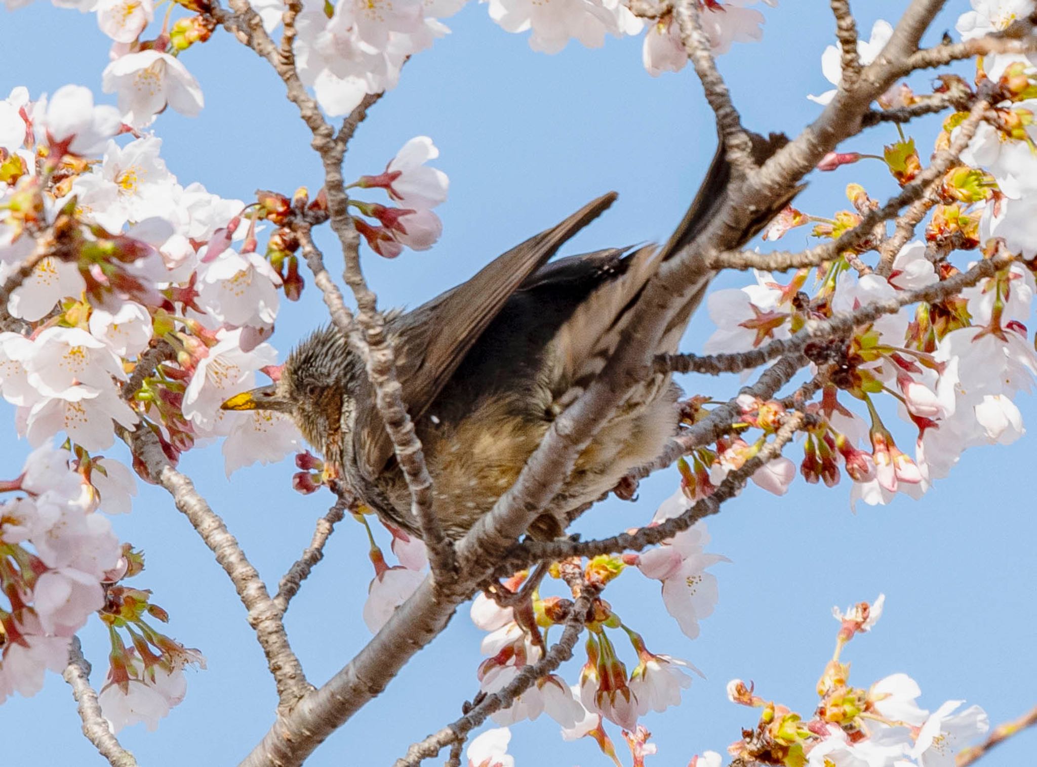 岐阜県垂井町 ヒヨドリの写真 by 89 Hiro