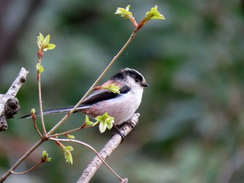 2022年4月2日(土) 勅使池(豊明市)の野鳥観察記録