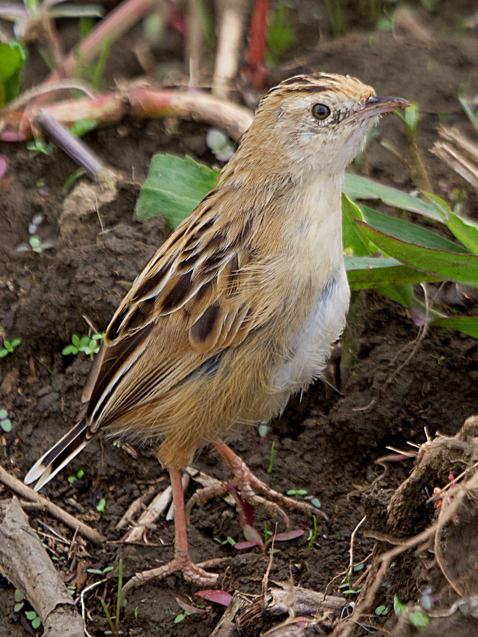 Zitting Cisticola