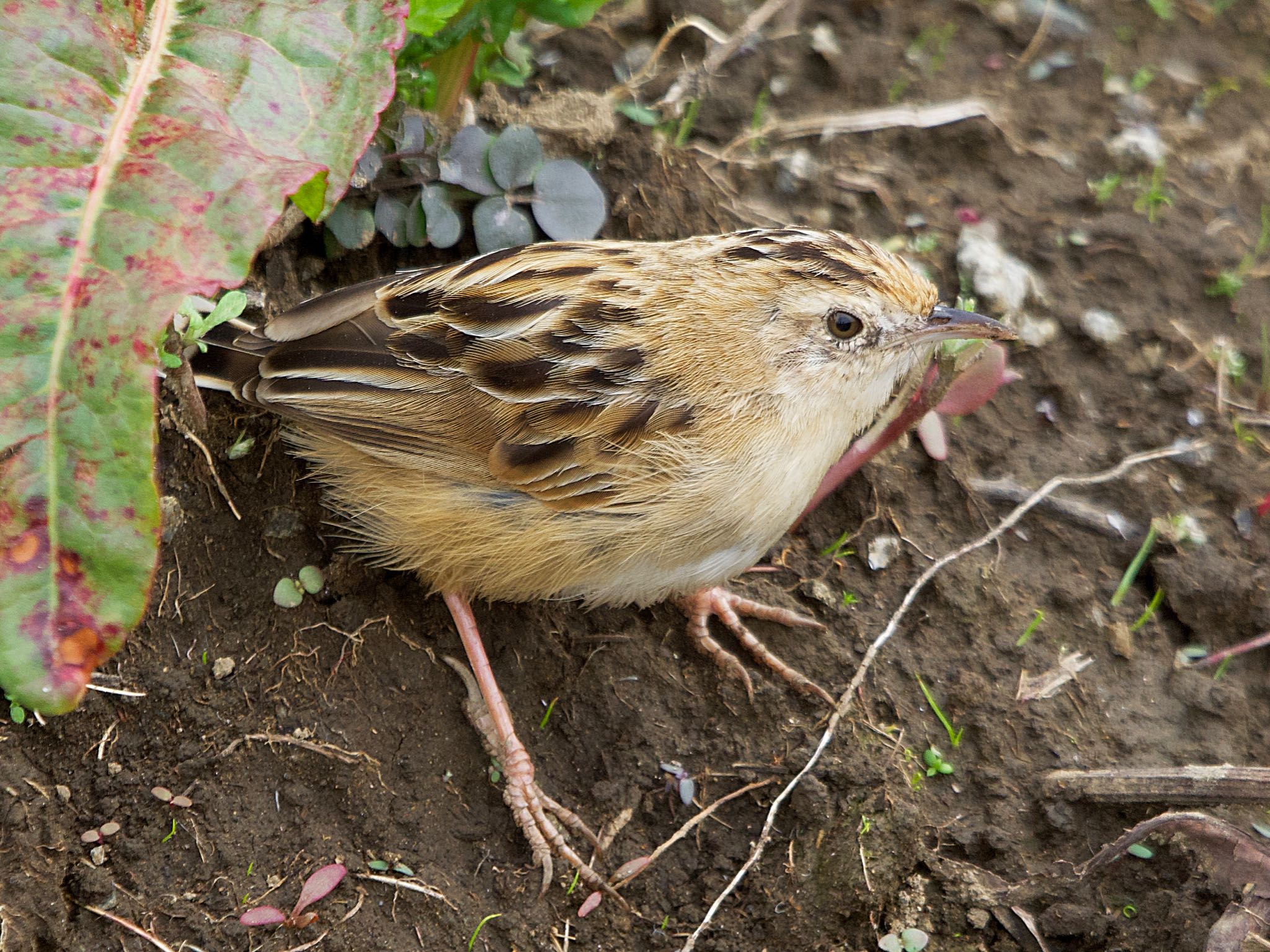 Zitting Cisticola